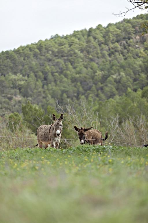 Masia Ca L'Anima Hotel La Baronia de Rialb Стая снимка